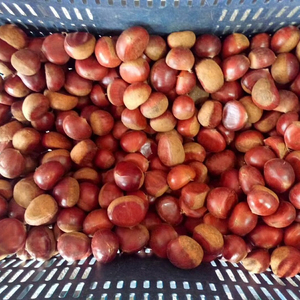Châtaignes fraîches de qualité supérieure et châtaignes brutes certifiées HACCP, emballage de 5 kg/10 kg/20 kg - Product Image 1