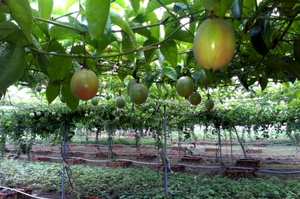 ขายส่งราคาดีที่สุด ผลไม้สดธรรมชาติ ฝรั่ง - Product Image 3