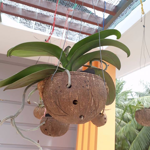 Nuevo diseño ecológico de cáscara de coco/macetas de cáscara de coco duraderas para macetas de decoración - Product Image 1