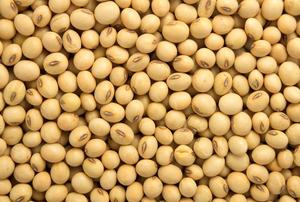 Non-GMO Grade a Yellow <b>Soybeans</b> Dried Bulk 30kg Food Use - Product Image 4