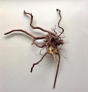 กิ่งไม้ตกแต่งภูมิทัศน์ในตู้ปลา,ผู้ผลิตในประเทศไทย - Product Image 3