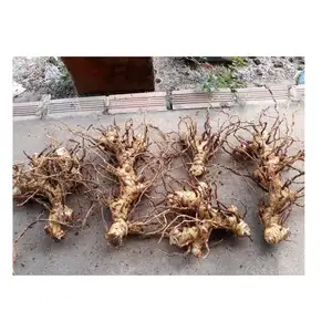 Поставщик galangal root высокое качество и дешево