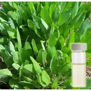 Costmary 100% Tinh Khiết Tinh Dầu Bộ Quà Tặng Nước Hoa Làm Thiết Lập bergamot <span class=keywords><strong>Myrrh</strong></span> Cho Thơm Nến Phòng Thuốc Xịt Skincare Trang Trí Nội Thất - Product Image 4