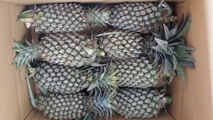 สับปะรด MD2 คุณภาพสูง สดใหม่ ปี 2020 - Product Image 3