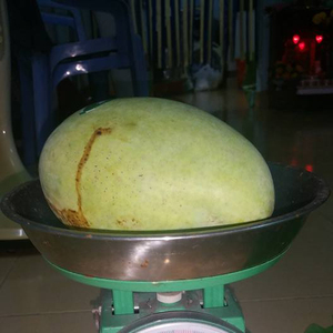 VIETNAMITA <span class=keywords><strong>MANGO</strong></span> FRESCO MIGLIORE QUALITÀ OFFERTA DAL VIETNAM - Product Image 2