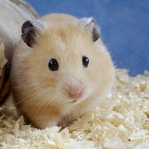 Virutas de madera blanca Premium de 1-15mm en bolsa gigante para ropa de cama de caballos o ganado (suave y cálido) - Product Image 6