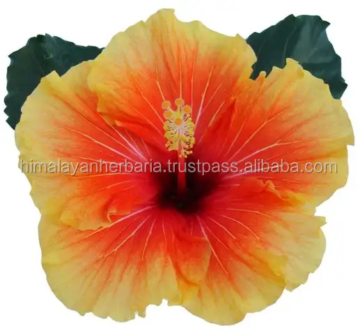 Hibiscus Sabdariffa çiçek özü tozu 10% antosiyanidinler Roselle özü