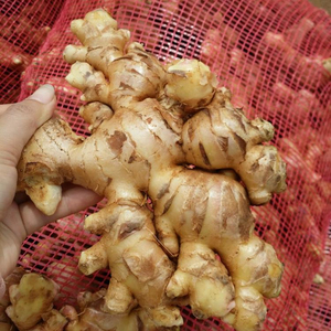 <b>FRESH</b> VIETNAM <b>GINGER</b> BEST PRICE and HIGH QUALITY - Product Image 2