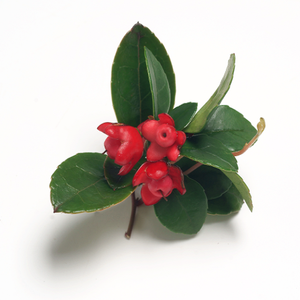 Huile essentielle de wintergreen pure de haute qualité de fournisseurs indiens - Product Image 2