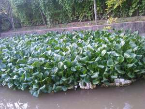 Sustainable Water Hyacinth Woven Storage <b>Basket</b> Colorful Wood Laundry Organizer and <b>Plant</b> Source Textile Fiber Source - Product Image 4