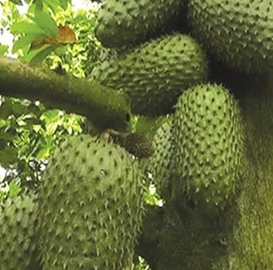 Toplu tedarikçi ile-yüksek kalite ile taze <span class=keywords><strong>SOURSOP</strong></span> 2024