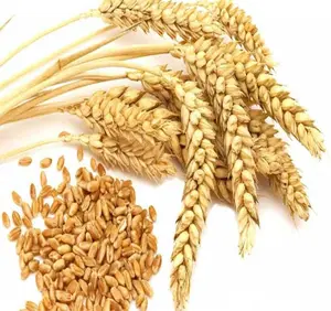 Масло пшеничных зародышей