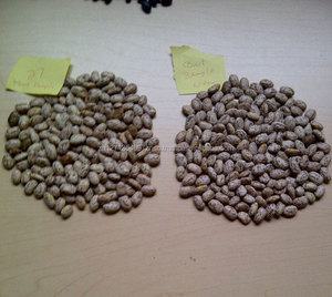 Frijoles Negros Grandes en Empaque a Granel, Tamaño Grande LSKB - Product Image 1