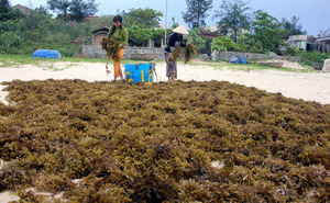 SARGASSUM-algas marinas marrones - Product Image 6
