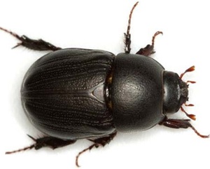 *ลดราคา* ปี 2019 ด้วงอ้อยแห้ง/ด้วงดอร์แห้ง/ด้วงค็อกเชฟเฟอร์แห้ง - Product Image 6