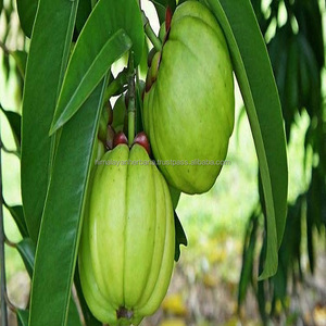 สารสกัดจากโกิเนียแคมโบเกียออกจากอินเดียช่วยเผาผลาญไขมันและอาหารเสริมลดน้ำหนักอย่างมีประสิทธิภาพ - Product Image 2