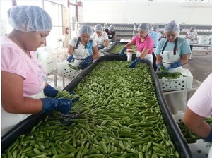Okra Congelada de Primera Calidad 2024 - Product Image 4