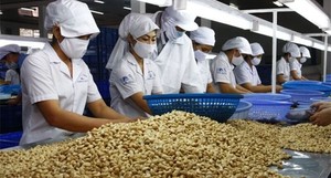 Sac sous vide de noix de cajou crues de qualité supérieure de haute qualité Prix compétitifs Noix de fruits secs en vrac Noix de cajou transformées offertes - Product Image 5