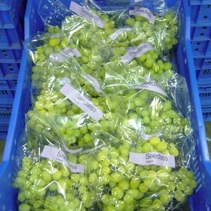 Uvas Frescas Sin Semillas Dulces de Alta Calidad con 18% de Azúcar - Product Image 6