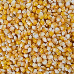 Refeição de porco do milho do pó amarelo/maize para alimentação de animais