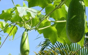 แตงวินเทอร์เมลอนเวียดนามขายในปี 2020 - Product Image 2