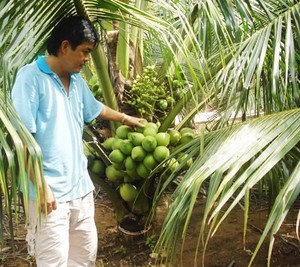 Coco desicado, alto contenido de grasa, grado fino, en Vietnam - Product Image 5