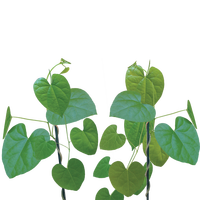 Extrait de racine de tinospora cordifolia d'approvisionnement d'usine