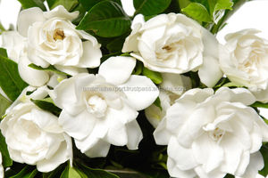 พุดดิ้งธรรมชาติแท้100% บริสุทธิ์สินค้าคุณภาพพรีเมี่ยม - Product Image 2
