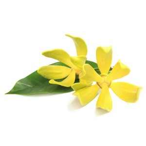 Aceite esencial de Cananga (Ylang) 100% puro y natural, aceite de aromaterapia sin diluir para la piel, el cabello y la relajación, al por mayor - Product Image 1