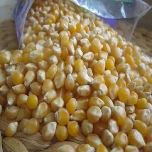 Ngô Vàng/Ngô Cho Thức Ăn Chăn Nuôi/Ngô Vàng Cho Thức Ăn Gia Cầm - Product Image 1