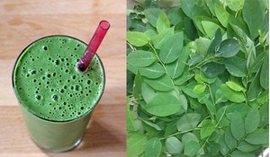 Polvo de Katuk Orgánico Puro al 100% de Primera Calidad al por Mayor - Sauropus Androgynus de Vietnam - Product Image 5