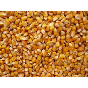 Maíz amarillo/maíz para alimentación Animal - Product Image 1