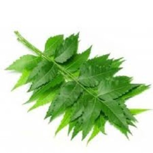 Certified <span class=keywords><strong>Organic</strong></span> <span class=keywords><strong>Neem</strong></span> Carrier <span class=keywords><strong>Oil</strong></span> 100% Puro Natural Frio Pressionado Fabricante Fornecedor Extração <span class=keywords><strong>Neem</strong></span> <span class=keywords><strong>Oil</strong></span> for Skin Hair Care - Product Image 4