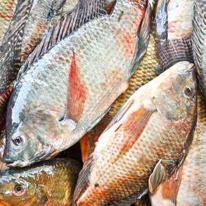 Sol poudre probiotique pour poissons - Product Image 6