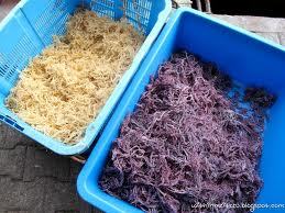 Dried Cottonii in bulk best quality - Product Image 2