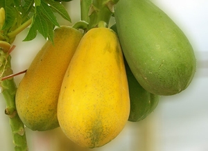 <b>FRESH</b> <b>PAPAYA</b> OFFER FROM VIETNAM in 2020 - Product Image 6