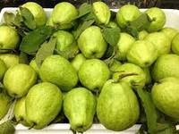 Verse Guave/Guave Fruit Verkocht In Bulk