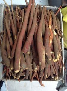 LE MEILLEUR PRIX CURCULIGO ORCHIOIDES - Product Image 4