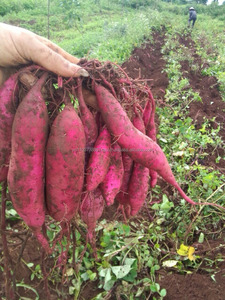 Patate douce japonais en 2020 - Product Image 3