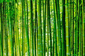 วัตถุดิบไม้ไผ่/ไม้ไผ่แท่งเวียดนาม - Product Image 4