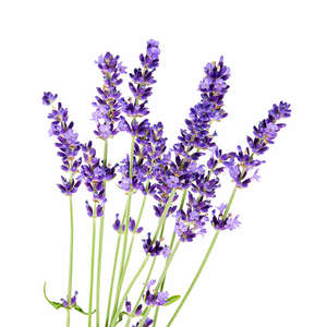 Proveedores de aceite de lavanda para fabricación de Perfume, a bajo precio, de los países europeos - Product Image 5