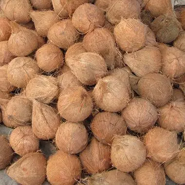 Großhandel Reife Kokosnuss-Trockene Kokosnuss-Vietnam Export-Frau Urlaub