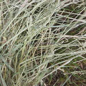 Khô Mix Cỏ Hay - Product Image 2