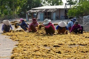 Sargassum-algas marinas - Product Image 4
