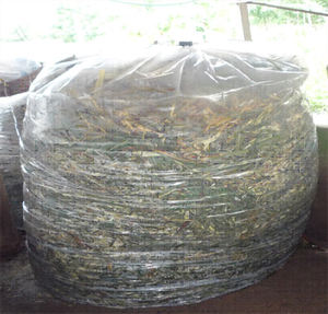 Ensilaje de piña de Vietnam-Ensilaje de piña para alimentación de ganado-Ensilaje de residuos de piña - Product Image 4