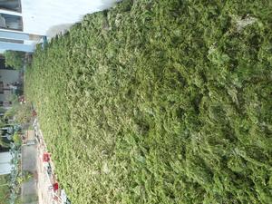 ULVA LACTUCA/ LECHUGA DE MAR/ POLVO DE ULVACEAE Grado Superior Marca GIA GIA NGUYEN Vietnam Modelo Dora 6-8kg/bolsa - Product Image 5