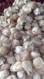 Coco Semi Pelado - Vietnam Mejor Precio - Sra. Holiday - Product Image 4