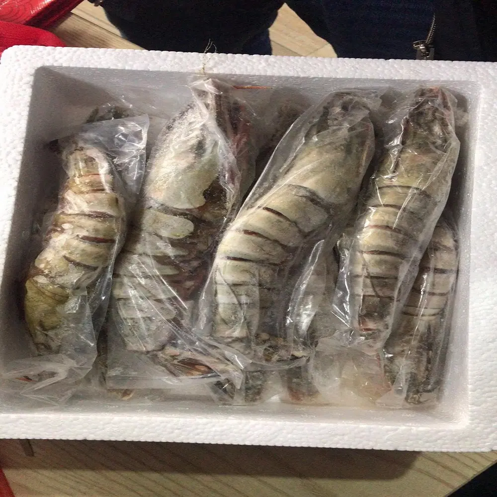 Dijual Udang Macan Frozen Ukuran Besar