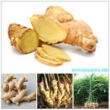 New Crop of Vietnamese <b>Fresh</b> <b>Ginger</b> Exported - Product Image 2