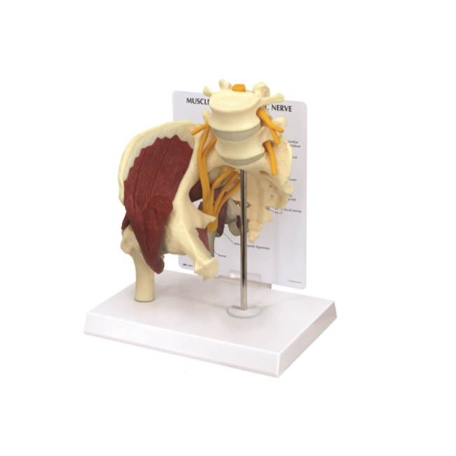 Best Price Sciatic Nerve Models with Muscled Hip